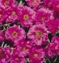 Seminte profesionale Portulaca grandiflora - Flori de piatra - imagine 48772